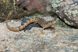 Madrean Alligator Lizard