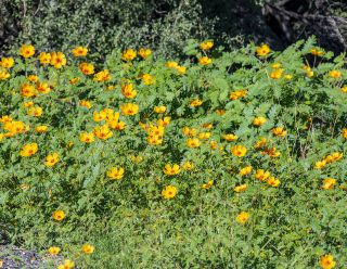 Orange Caltrop - Arizona Poppy 