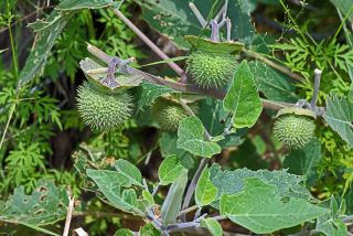 Sacred Datura aka Jimsonweed