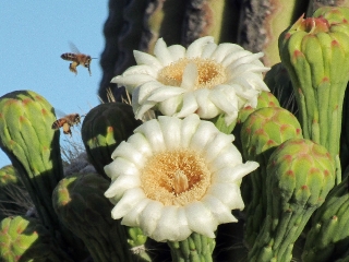 Saguaro cactus blossoms