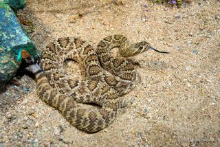 Mohave Rattlesnake