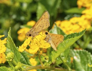 Fiery Skipper