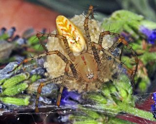 Green Lynx Spider