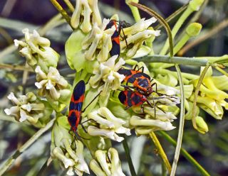 Milkweed Bug
