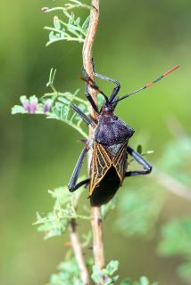 Mesquite Bug
