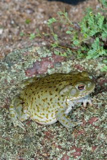 Sonoran Desert Toad
