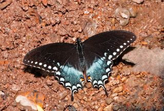 Pipevine Swallowtail