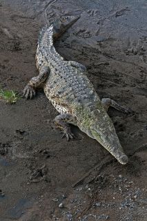 Crocodilians