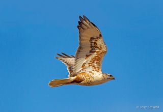 Ferruginous Hawk