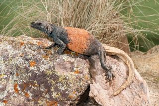 Chuckwalla 