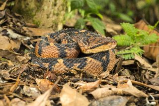 Bushmaster