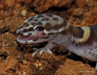 Western Banded Gecko