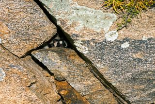 Western Spotted Skunk