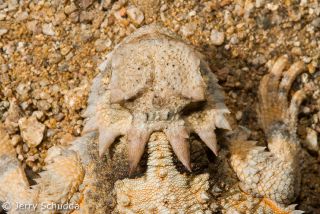 Desert Horned Lizard