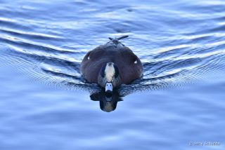 American Wigeon