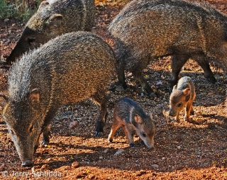 Javalina
