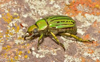 Glorious Jeweled Scarab Beetle