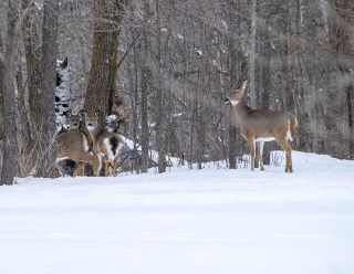 Mammals