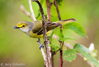 Northern Parula