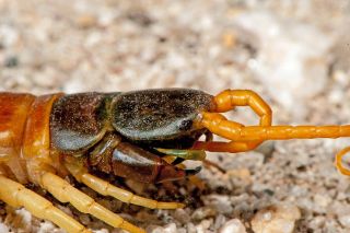 Giant Desert Centipede