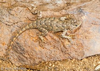 Clark's Spiny Lizard