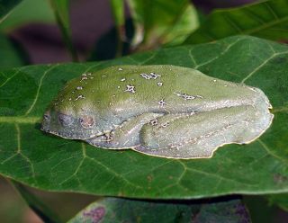 Amphibians