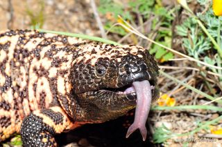 Gila Monster