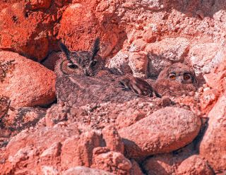Great Horned Owl
