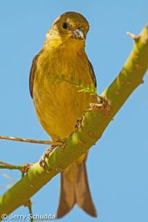 Lesser Goldfinch