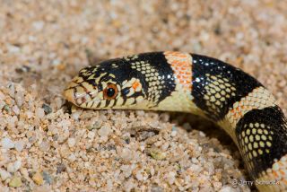 Long-nosed Snake