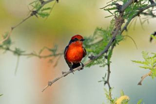 Vermilion Flycatcher
