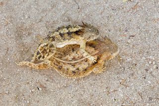 Regal Horned Lizard