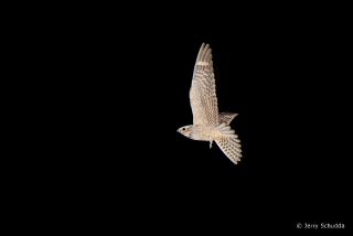 Lesser Nighthawk