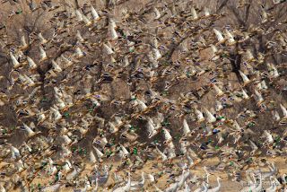 Mallard