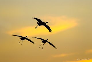 Sandhill Crane