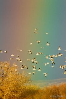 Snow Goose