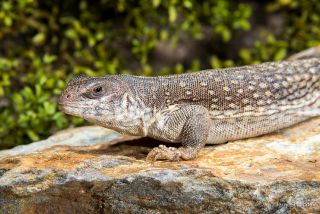 Desert Iguana